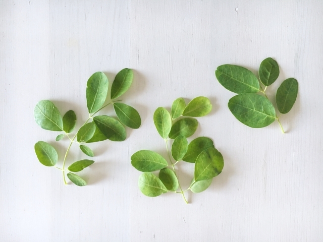 スーパーフード　モリンガ