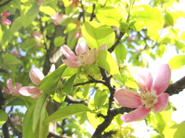 カリン（花梨）の花