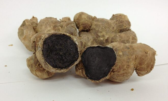 ブラックジンジャー