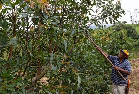 アボカドの原産地