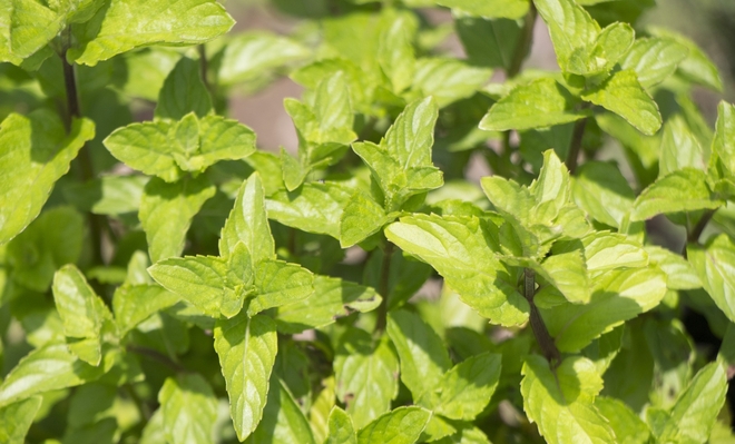 イエルバ・ブエナ