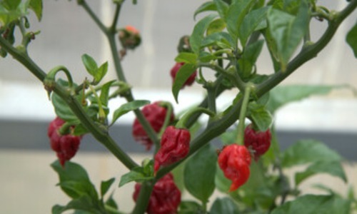 キャロライナ・リーパー