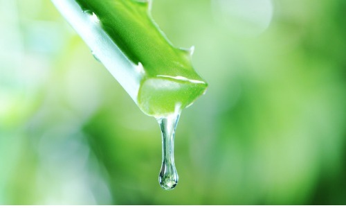 アロエ