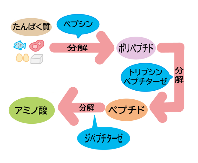 たんぱく質の分解