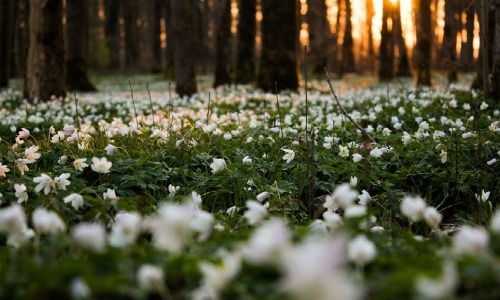 ウッド アネモネ