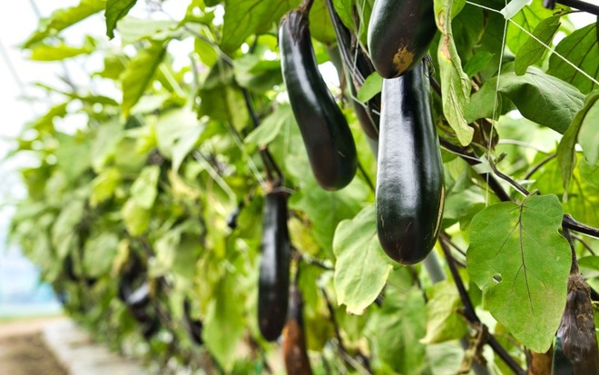 夏野菜ナスのイメージ