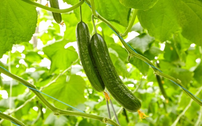 夏野菜きゅうりのイメージ