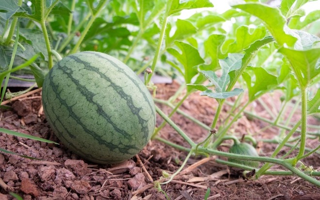 夏果物スイカのイメージ