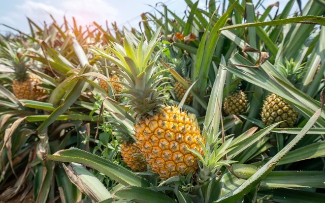 夏果物パイナップルのイメージ