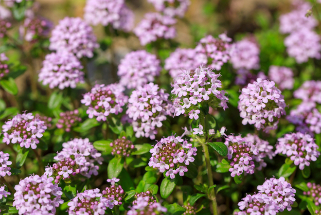 ワイルドタイム