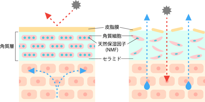細胞間脂質の約半分を占めるセラミド