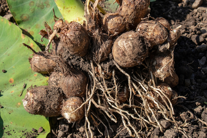 里芋