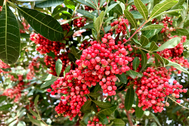 ピンクペッパー