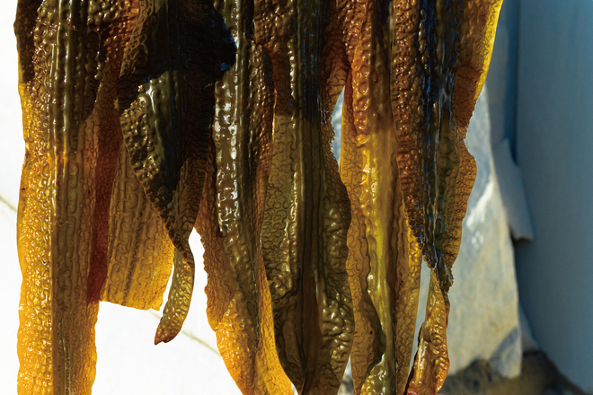 SHIROの商品,サーキュラーエコノミー