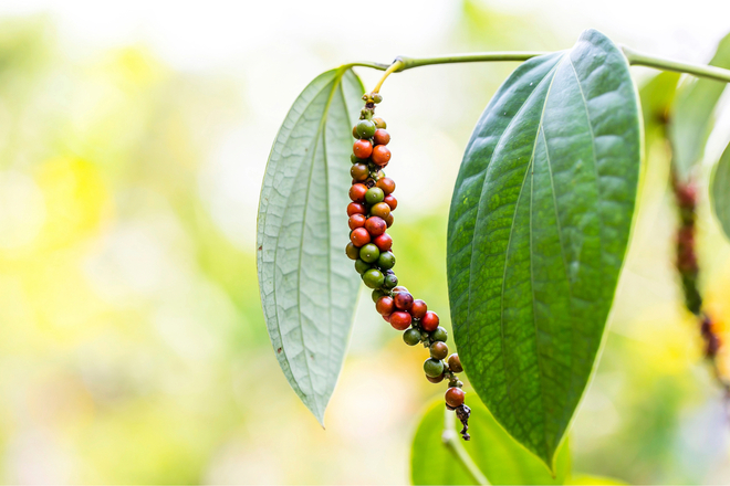 ブラックペッパー