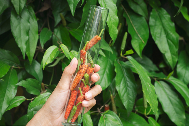 ロングペッパー