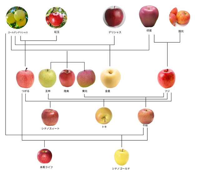 りんごのルーツ