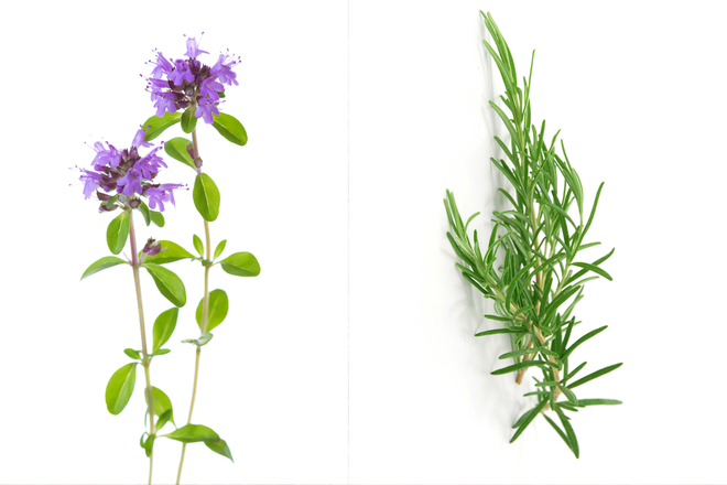 ワイルドタイム