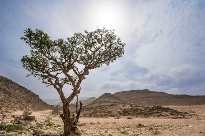 フランキンセンス