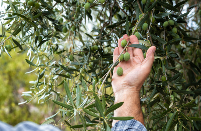 ハーブピーリング：オリーブ葉エキス