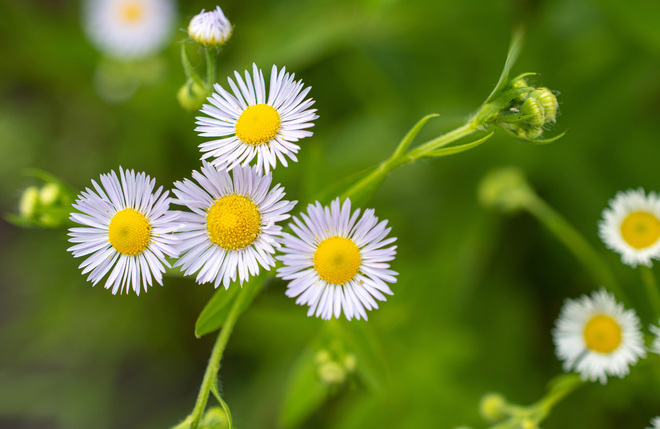 ハーブピーリング：カミツレ花エキス