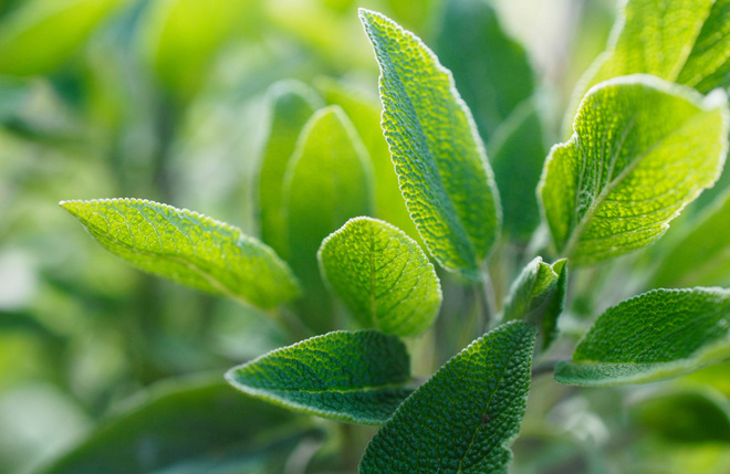 ハーブピーリング：セージ