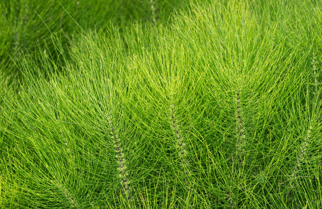 ハーブピーリング：スギナ葉エキス