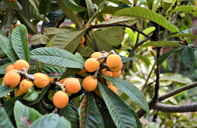 ハーブピーリング：ビワ葉エキス