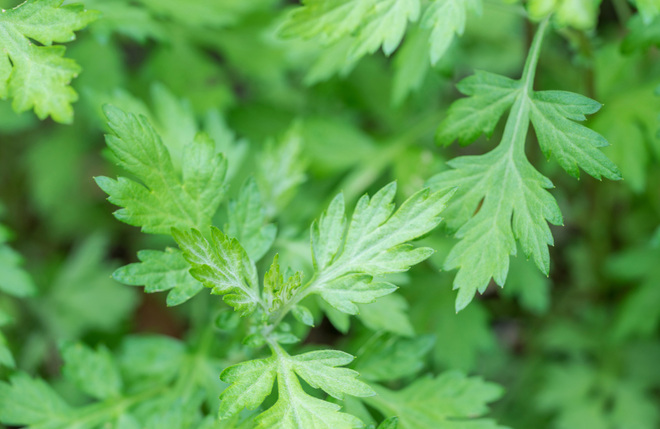 ハーブピーリング：ヨモギ葉エキス