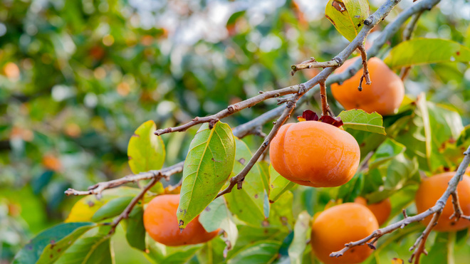 ハーブピーリング：柿葉パウダー