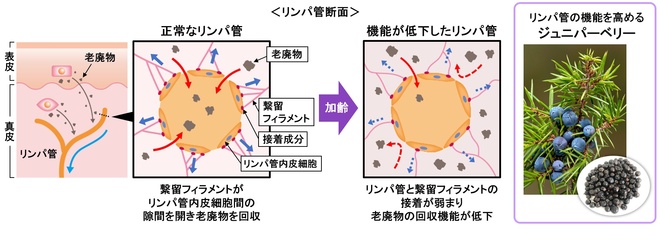 リンパ管の機能が加齢に伴い低下するメカニズム