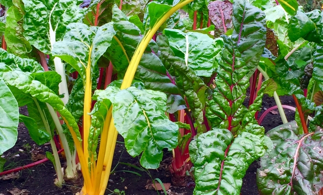 スイスチャード