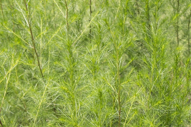 カワラヨモギエキス