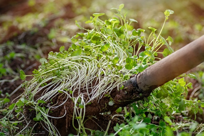 緑肥作物の導入