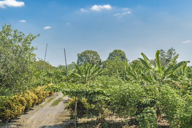 フェアトレード