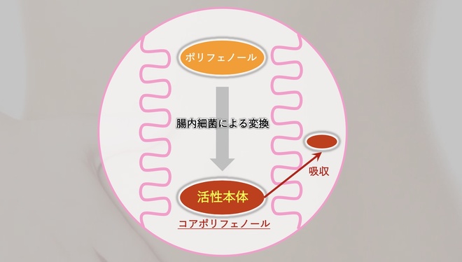 コアポリフェノール
