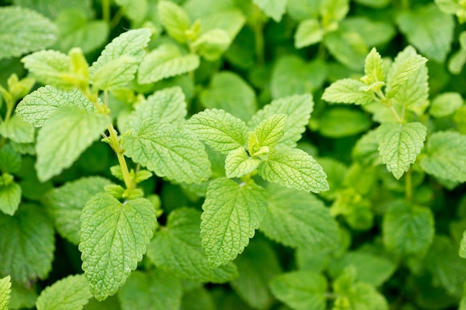 ナイアシンアミドと相性がよい自然由来成分 レモンバーム（メリッサ葉エキス)