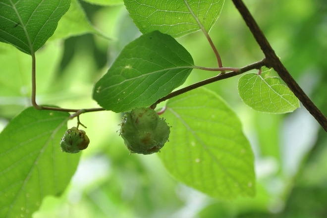 ナイアシンアミドと相性がよい自然由来成分 マタタビ果実