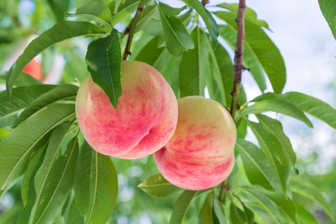 ナイアシンアミドと相性がよい自然由来成分 モモの葉