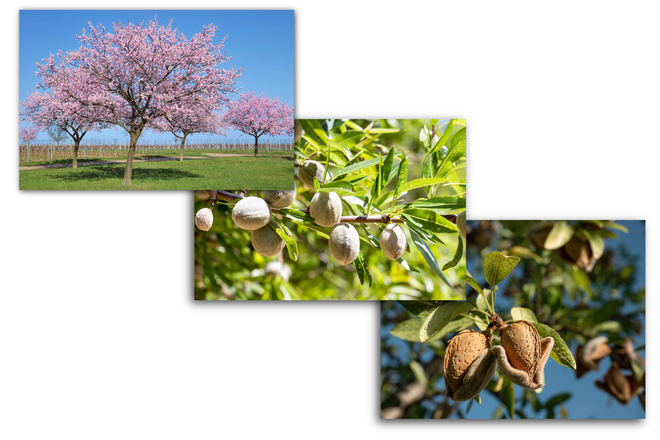 アーモンドの木