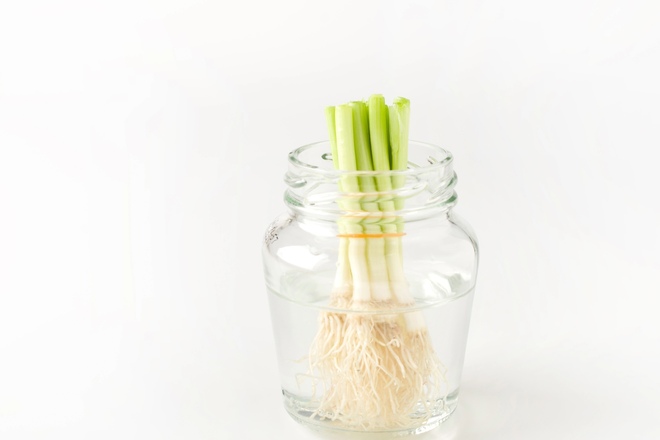 リボベジ野菜ネギ