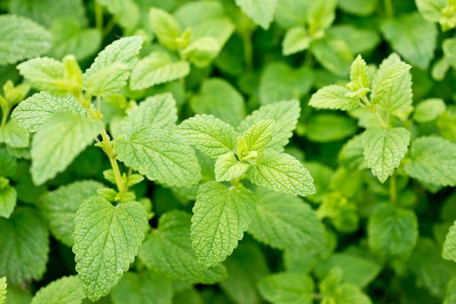 レモンバームエキス