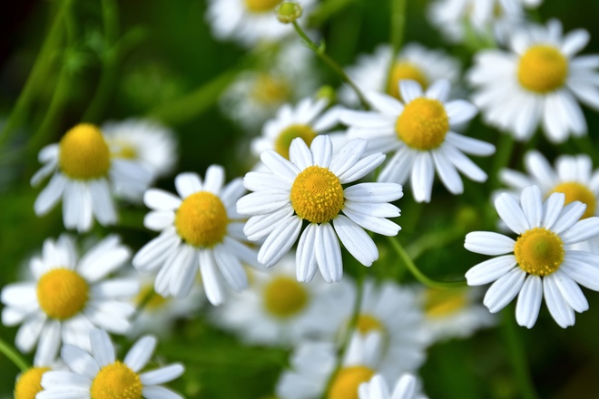 美白成分「カモミール」