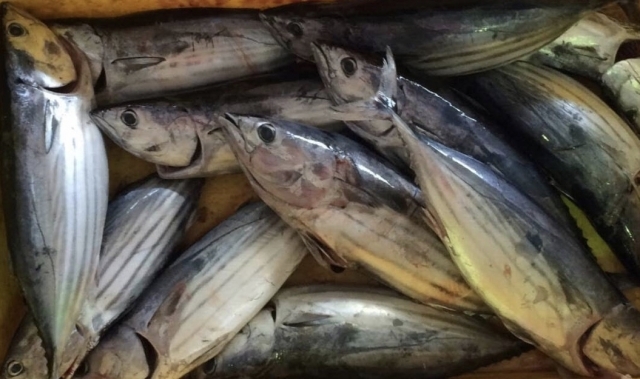 水揚げされたカツオ
