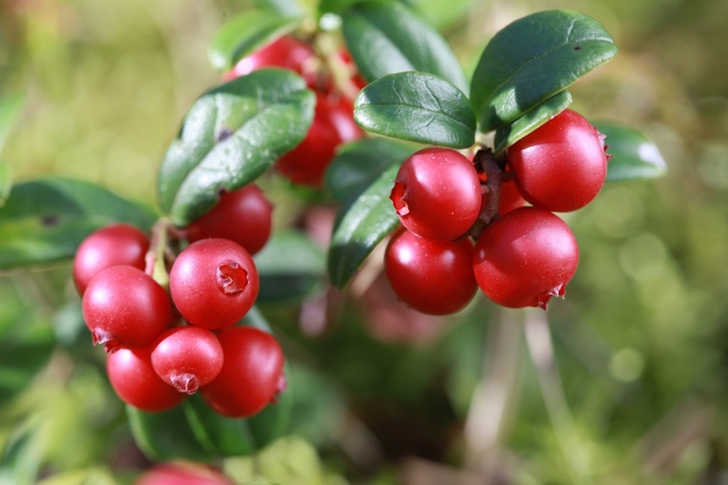 美白成分「アルブチン」