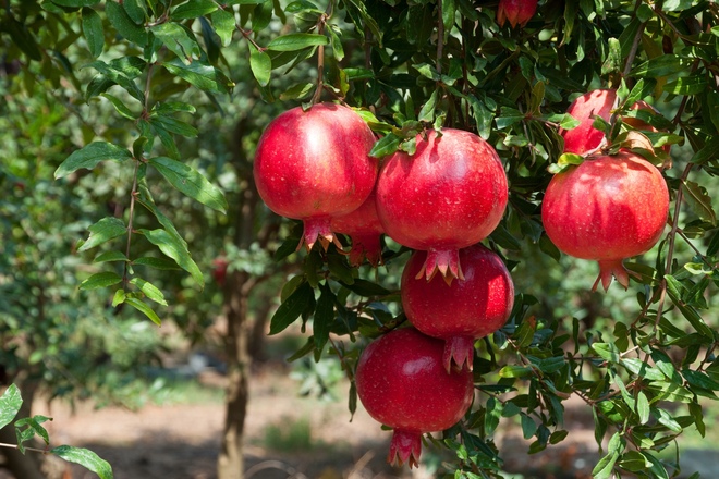 美白成分「エラグ酸」