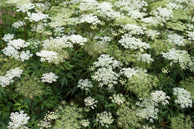 美白成分「トウキエキス」