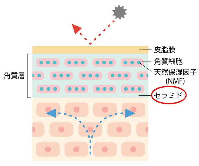 セラミド