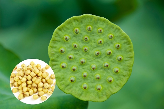 ハス胚芽エキス