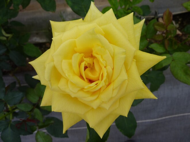 黄色のハイブリッドローズ